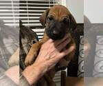 Small Photo #5 Rhodesian Ridgeback Puppy For Sale in HOLLYWOOD, SC, USA