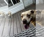Small #18 American Pit Bull Terrier Mix