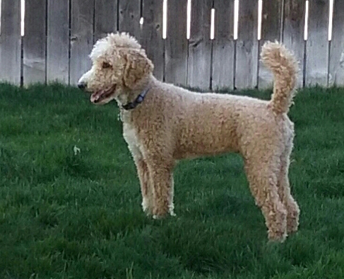 Medium Photo #1 Bordoodle Puppy For Sale in CALDWELL, ID, USA