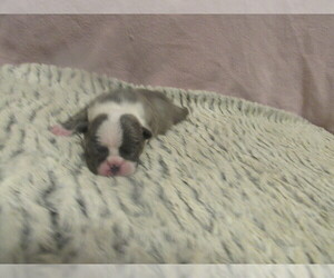 Boston Terrier Puppy for sale in BLACK HORSE, OH, USA