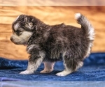 Small #9 Pomsky