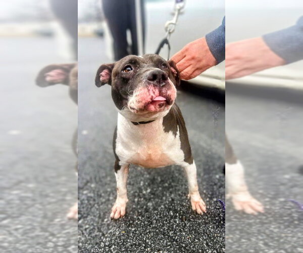 Medium Photo #3 American Staffordshire Terrier-Unknown Mix Puppy For Sale in columbia, SC, USA