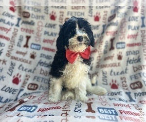 Cavapoo Puppy for sale in LAKELAND, FL, USA