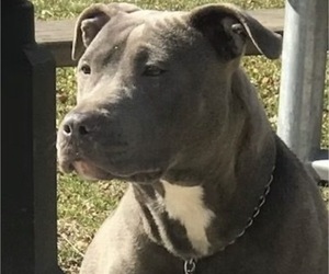 Mother of the American Pit Bull Terrier puppies born on 11/15/2025