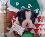 Small Photo #1 Boston Terrier Puppy For Sale in GAFFNEY, SC, USA