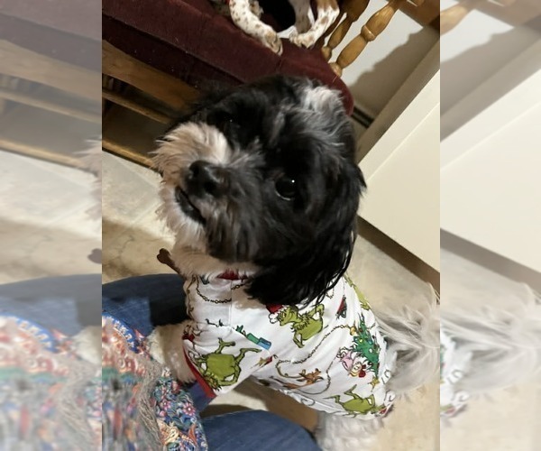 Medium Photo #1 Mal-Shi Puppy For Sale in WOBURN, MA, USA