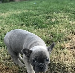French Bulldog Puppy for sale in REDWOOD CITY, CA, USA