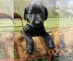 Small Photo #7 Labrador Retriever Puppy For Sale in NEOLA, WV, USA