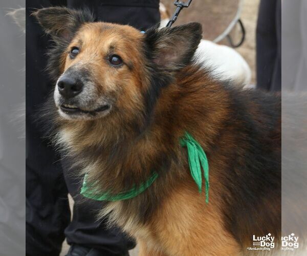 Medium Photo #2 Mutt Puppy For Sale in Washington, DC, USA