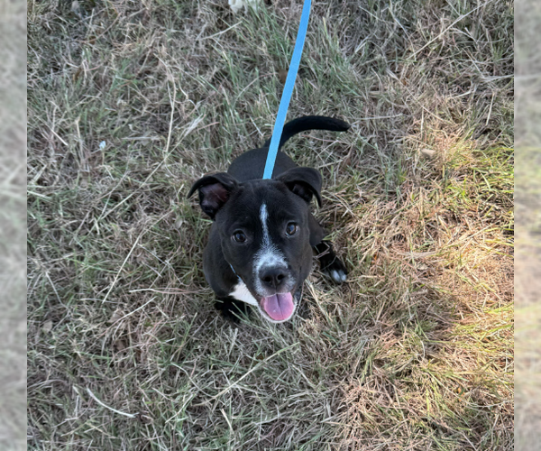 Medium Photo #7 Labrador Retriever-Unknown Mix Puppy For Sale in Woodbury, NY, USA