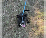 Small #6 Labrador Retriever Mix