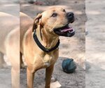 Small #5 Labrador Retriever Mix