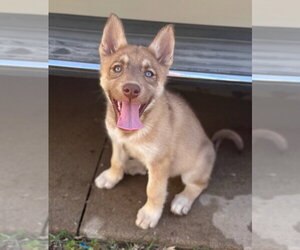 Gerberian Shepsky Dogs for adoption in Claremore, OK, USA