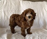 Small Photo #2 Cavapoo (Miniature) Puppy For Sale in THORP, WI, USA
