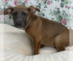 Small #1 Mutt