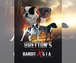 Puppy Parents Breedin American Bulldog