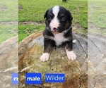 Puppy Wilder Australian Shepherd