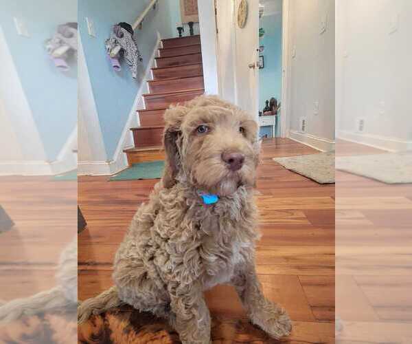 Medium Photo #11 Goldendoodle Puppy For Sale in WASHINGTON, DC, USA