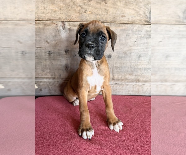 Medium Photo #14 Boxer Puppy For Sale in VERMONTVILLE, MI, USA
