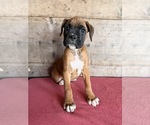 Litter of 9 - Male(s) and Female(s) BoxerLitter of Puppies for Sale - Photo #14