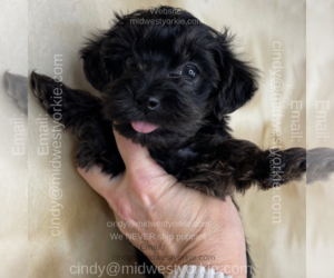 YorkiePoo Puppy for sale in FENTON, MI, USA