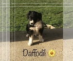 Puppy Daffodil Cavapoo