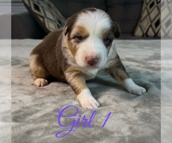 Medium Photo #48 Australian Shepherd Puppy For Sale in SALISBURY, NC, USA