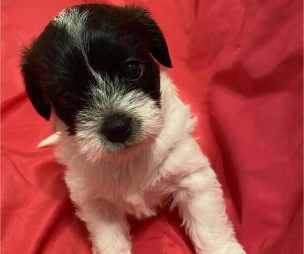 Medium Photo #1 ShihPoo Puppy For Sale in QUEEN CREEK, AZ, USA