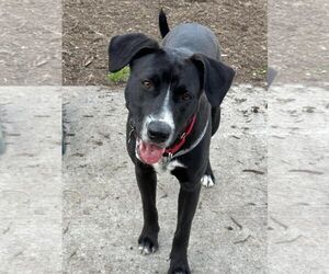 Borador Dogs for adoption in Oakhurst, NJ, USA