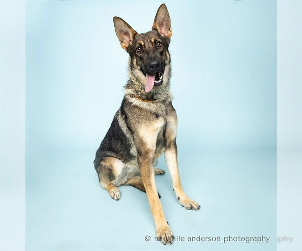 Medium Photo #3 German Shepherd Dog Puppy For Sale in Corona, CA, USA