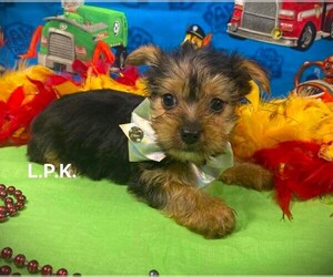 Yorkshire Terrier Puppy for sale in WINNSBORO, LA, USA