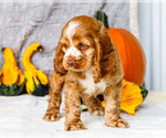 Small Photo #5 Cocker Spaniel Puppy For Sale in WAKARUSA, IN, USA