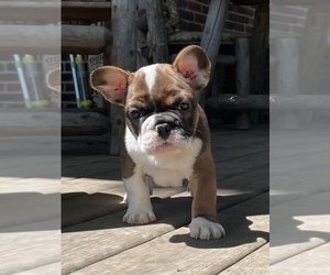 French Bulldog Puppy for sale in KOKOMO, IN, USA