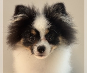 Pomeranian Puppy for Sale in DERRY, New Hampshire USA