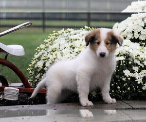 Collie Puppy for sale in FREDERICKSBG, OH, USA