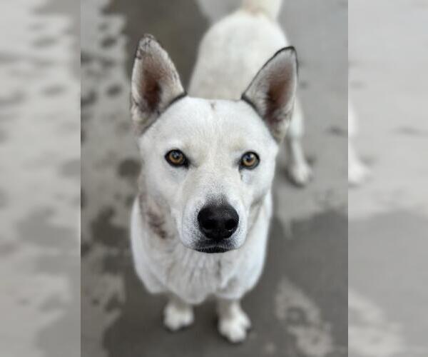 Medium Photo #1 Siberian Husky-Unknown Mix Puppy For Sale in Santa Barbara, CA, USA