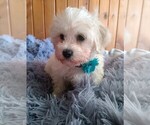 Small Photo #2 Mal-Shi-Poodle (Toy) Mix Puppy For Sale in WOBURN, MA, USA