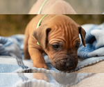 Small Photo #18 Rhodesian Ridgeback Puppy For Sale in THREE RIVERS, CA, USA