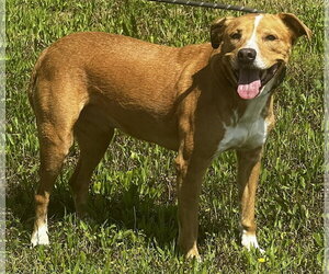 American Bulldog Dogs for adoption in Pryor, OK, USA