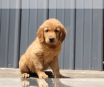 Small Photo #1 Golden Retriever Puppy For Sale in BLOOMINGTON, IN, USA