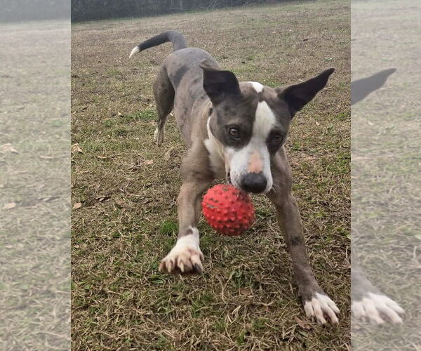Medium Photo #6 Catahoula Leopard Dog-Unknown Mix Puppy For Sale in Anniston, AL, USA