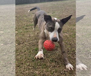 Luna - Female Catahoula Leopard Dog-Unknown Mix Dog for Adoption - Photo #6