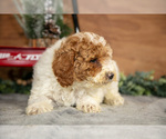 Small Photo #16 Poodle (Miniature) Puppy For Sale in WOLCOTTVILLE, IN, USA