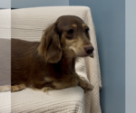 Small #1 Dachshund