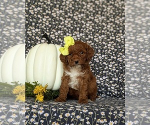 Goldendoodle (Miniature) Puppy for sale in COCHRANVILLE, PA, USA