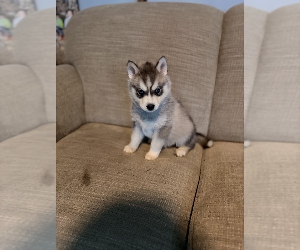 Medium Photo #2 Siberian Husky Puppy For Sale in ALTON, IL, USA