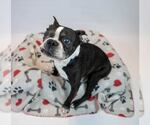 Small #1 Boston Terrier