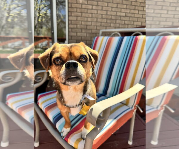 Medium Photo #5 Chihuahua Puppy For Sale in Sandy, UT, USA