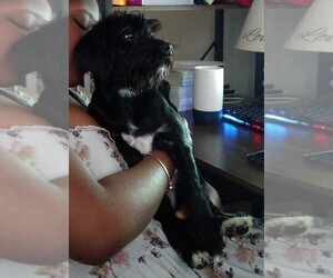 Scorkie Puppy for sale in NORTH CROWS NEST, IN, USA