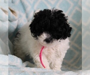 Poodle (Standard)-Shih Tzu Mix Puppy for sale in FREDERICKSBURG, OH, USA